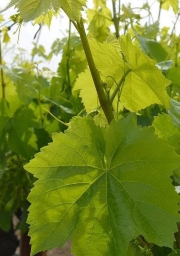 Salamura Yaprak Satışı