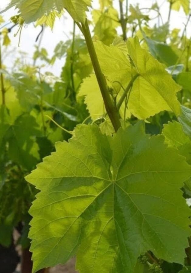Salamura Yaprak Satışı